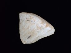Congeria ungulacaprae - "Balatoni kecskeköröm"