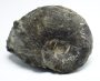 Ammonites sp.