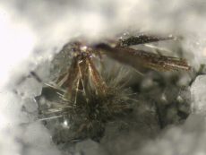 Tuperssuatsiait, nátrolit, kvarc